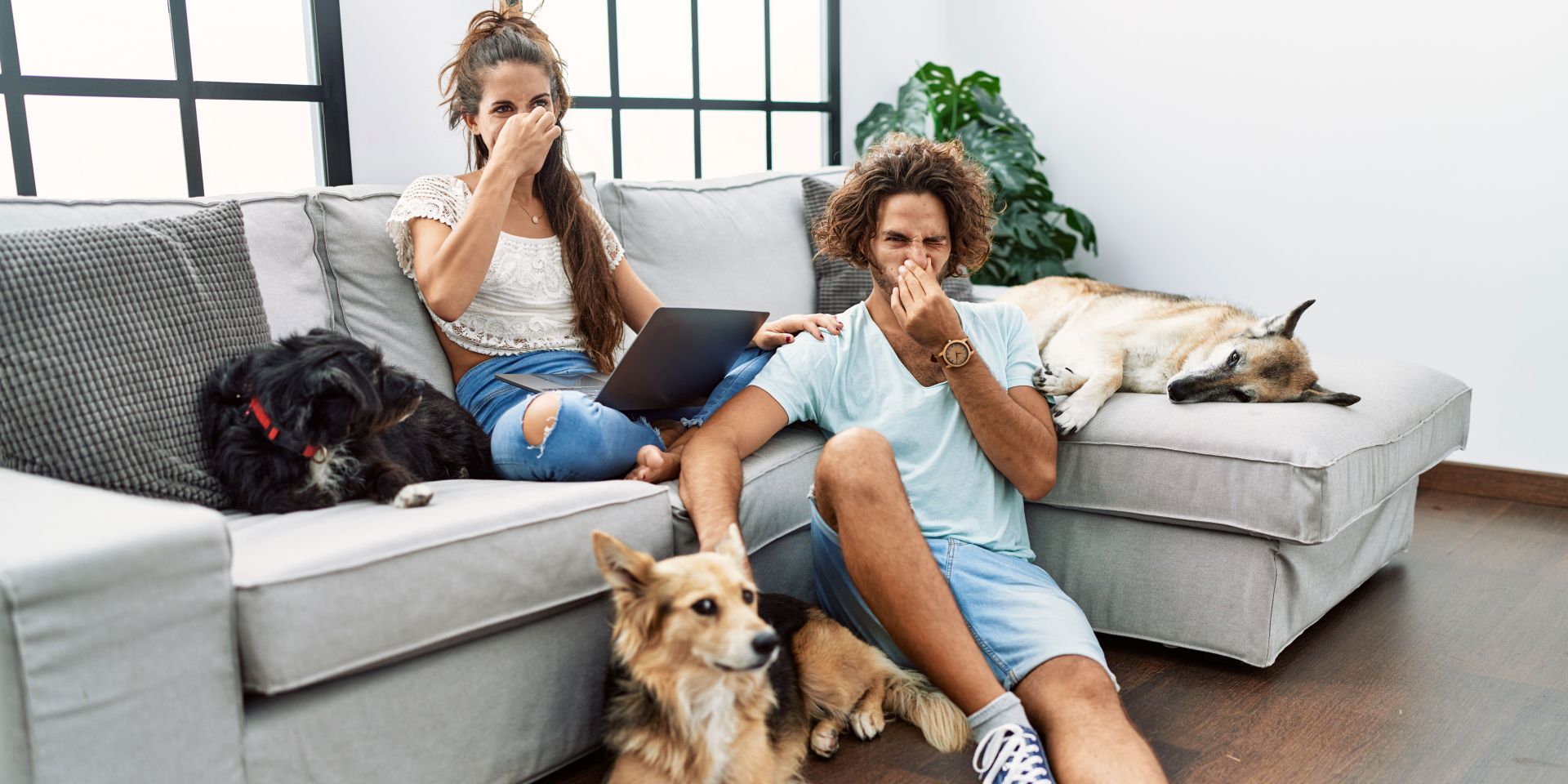 Combat animal smells in your home with an air purifier